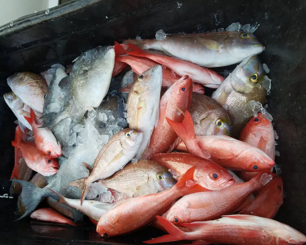 Frozen fishes in a black color container